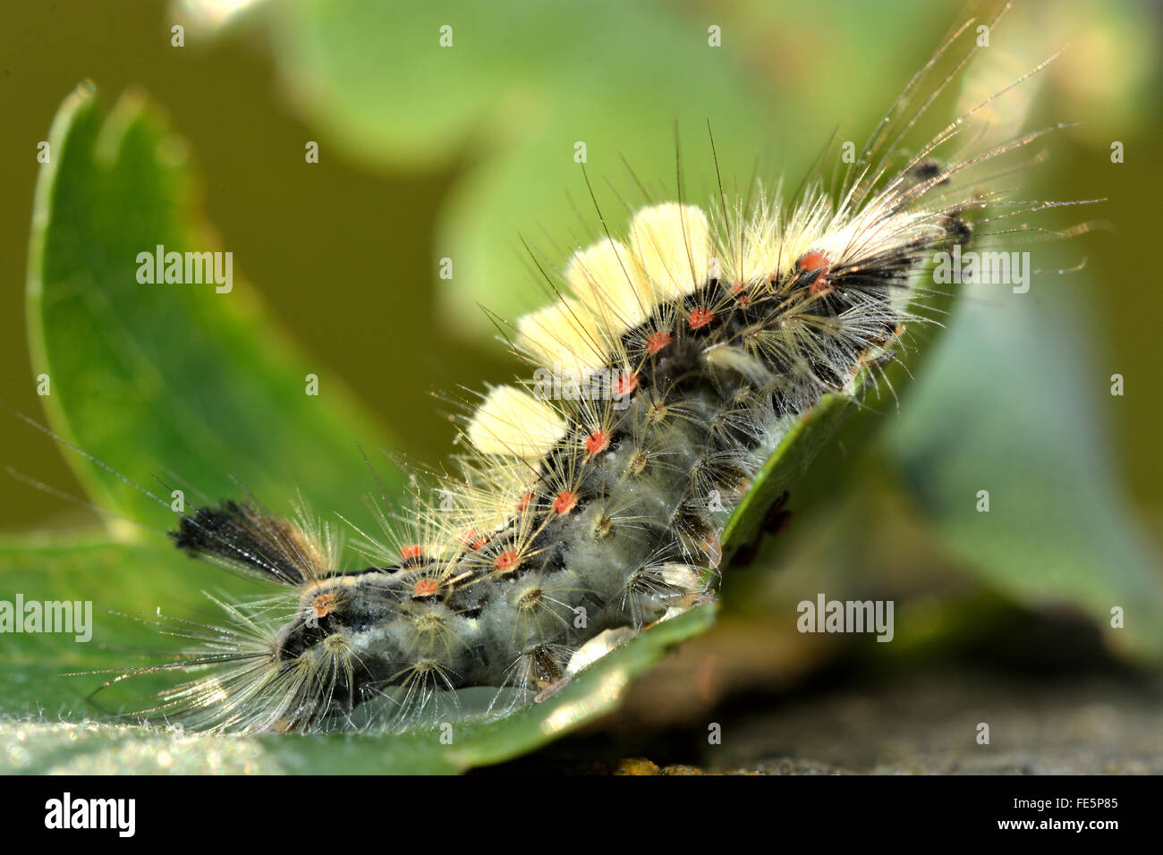 Vaporer tarma (Orgyia antiqua) caterpillar. Un colorato e peloso larva nella famiglia Erebidae Foto Stock