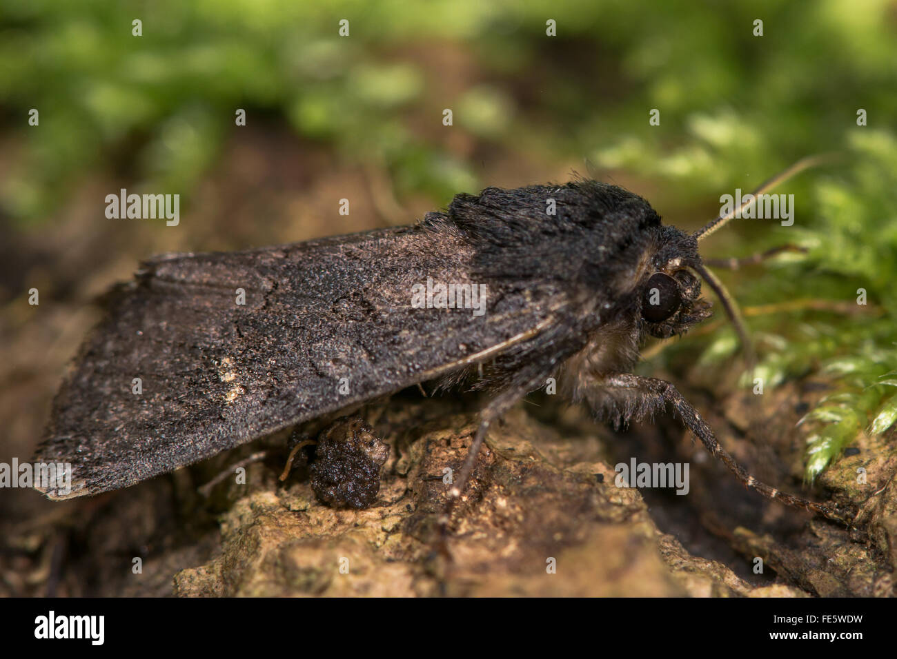 Nero (rustico Aporophyla nigra) moth profilo. Una falena autunnale nella famiglia Noctuidae, visto di profilo a riposo Foto Stock