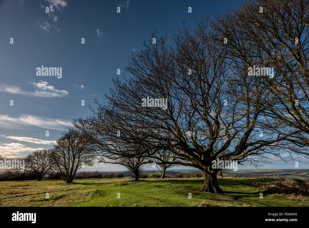 Linea di alberi su anello Cissbury hill fort in Findon West Sussex. Foto Stock