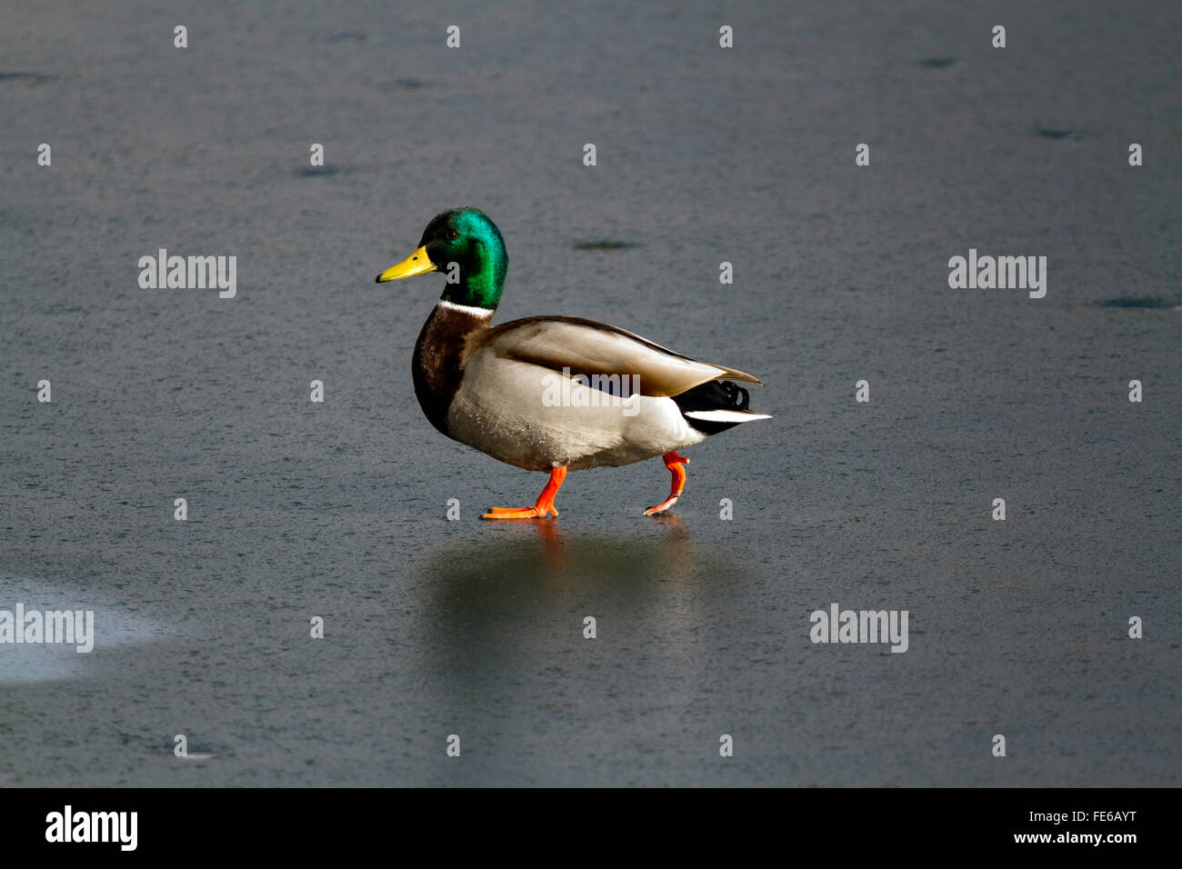 Un Mallard Duck Passeggiate sul ghiaccio Foto Stock