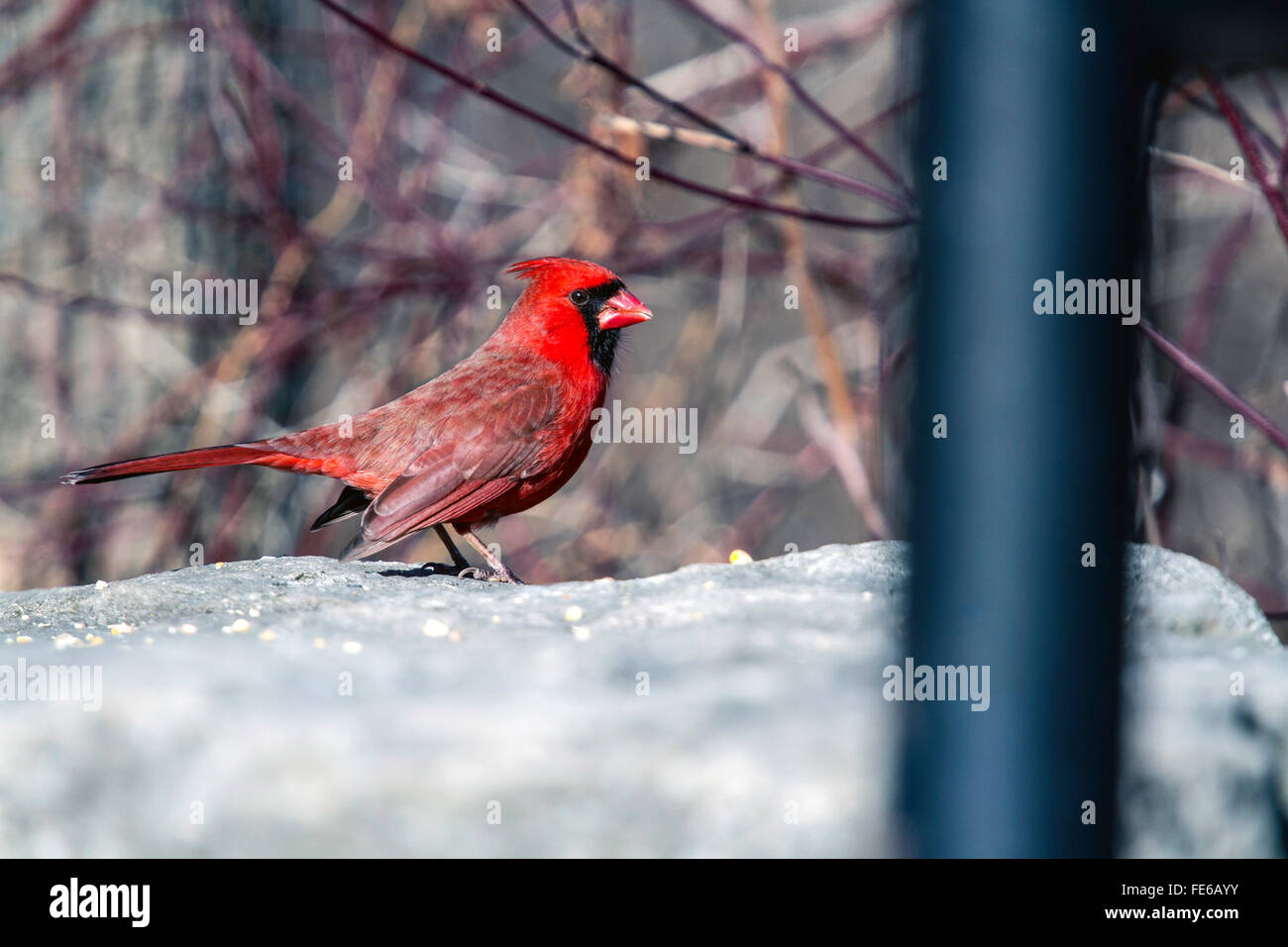 Un luminoso rosso cardinale maschio mangiare seme Foto Stock