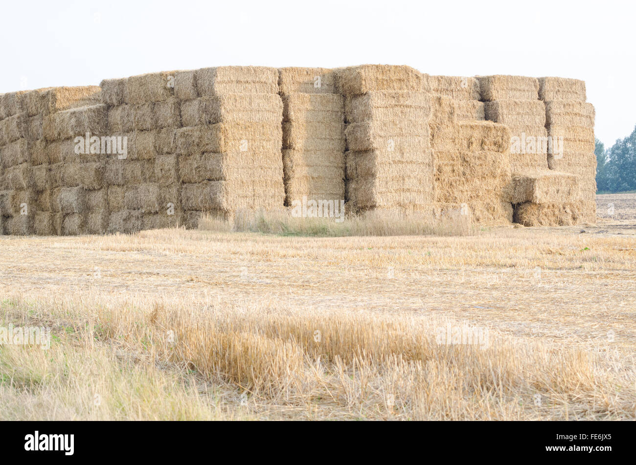 Le balle di paglia sul campo in estate ore diurne Foto Stock