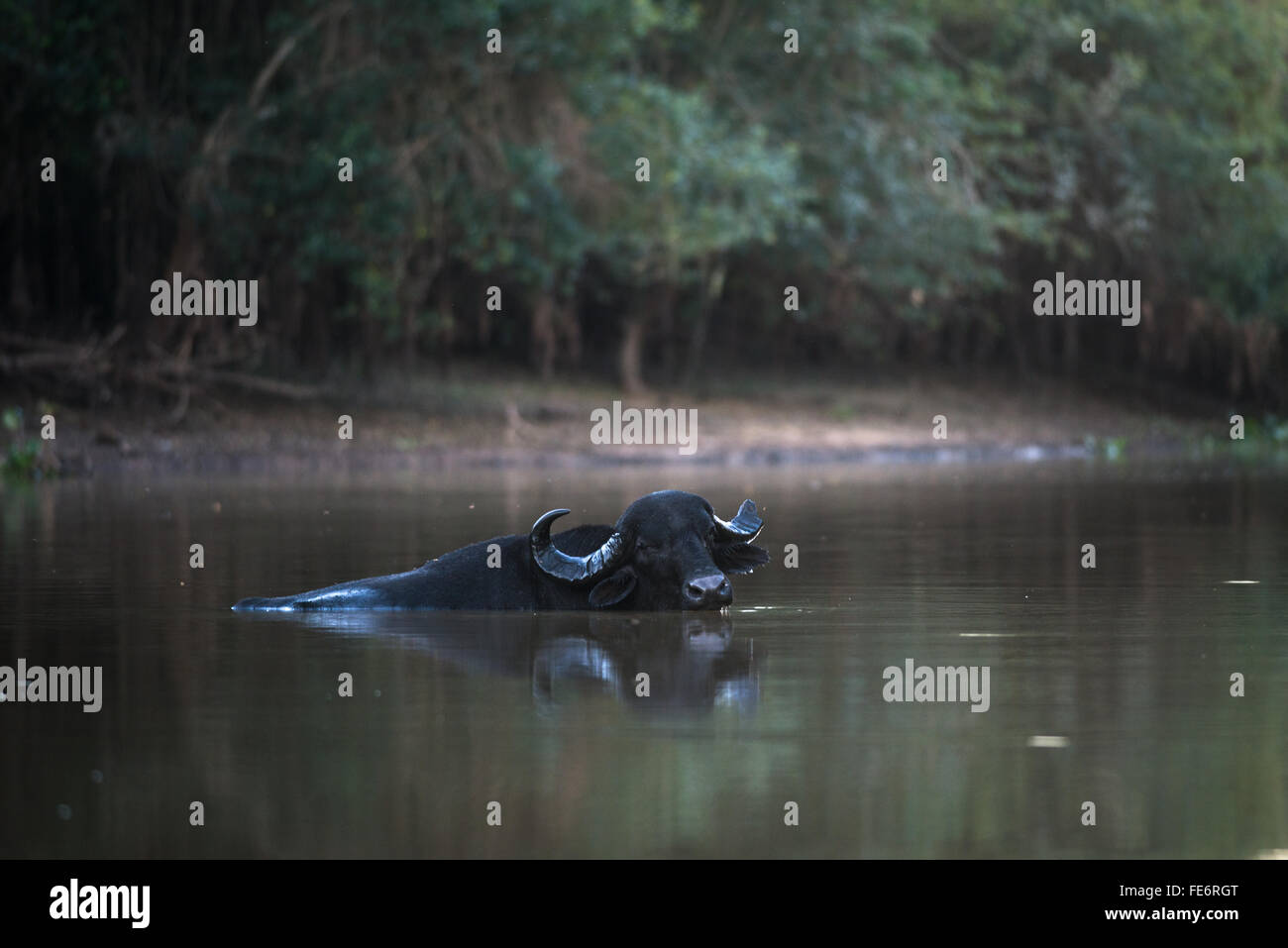 Un introdotto Buffalo un bagno in un fiume nel Pantanal del Nord Foto Stock