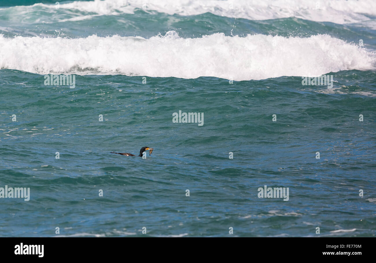 Il cormorano pesca nel Mediterraneo Foto Stock