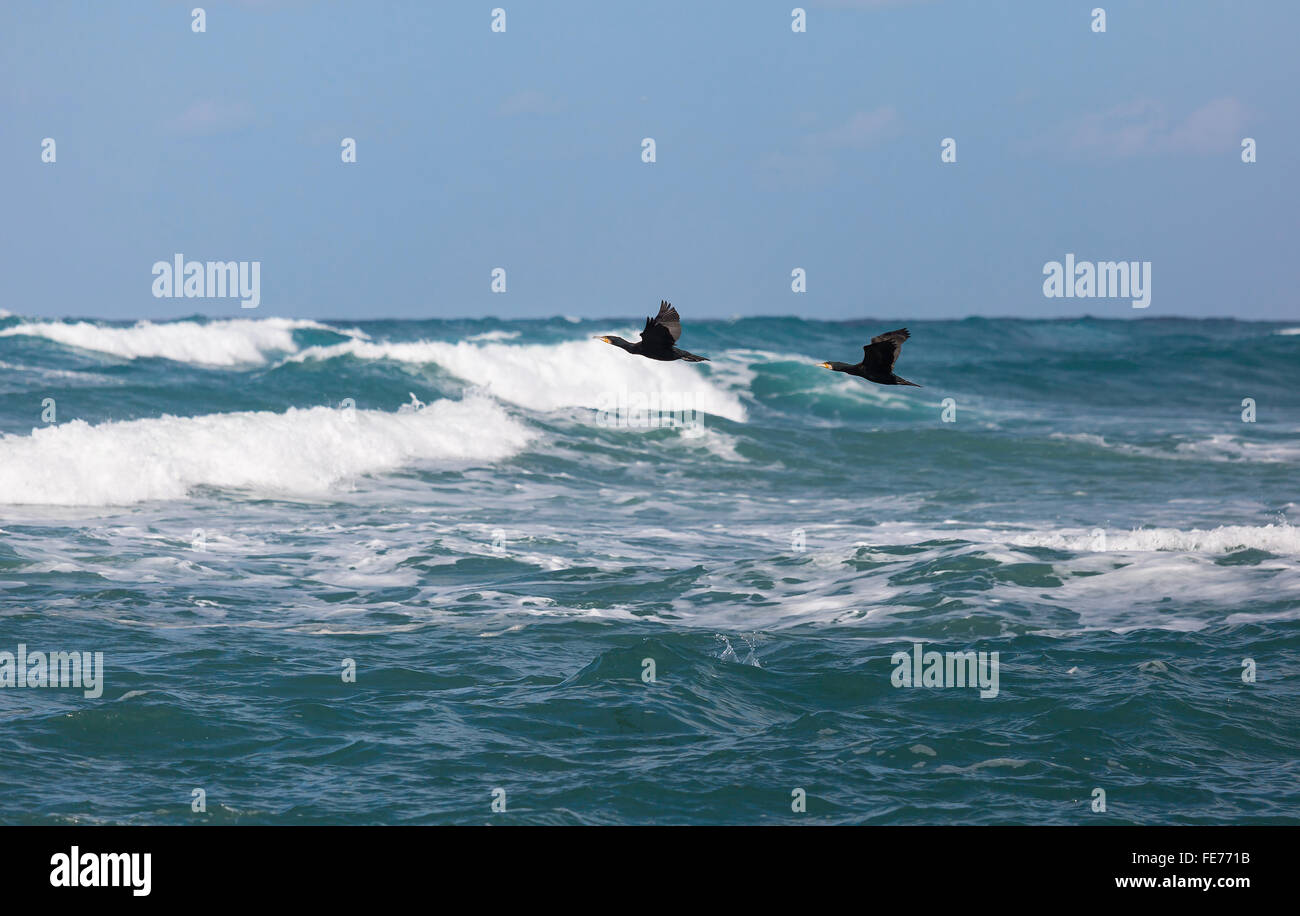 Il cormorano pesca nel Mediterraneo Foto Stock