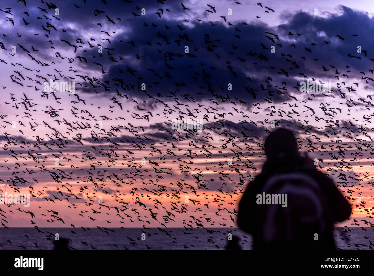 Persone che guardano il notturno murmuration di storni al tramonto dalla Palace Pier, Brighton. Foto Stock