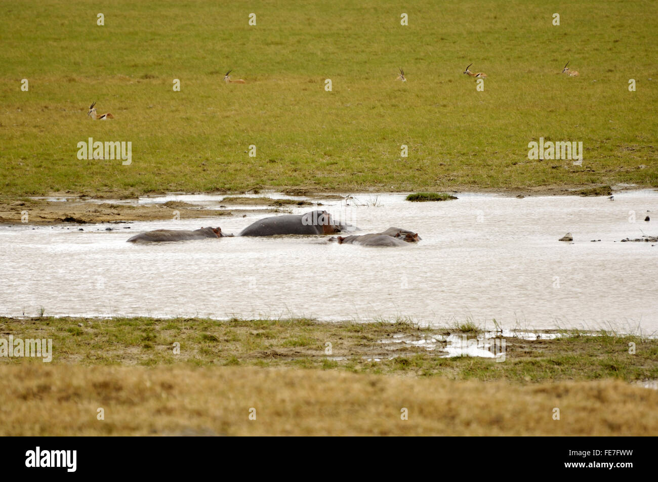 Ippopotamo e Thomson gazelle nel cratere di Ngorongoro Foto Stock