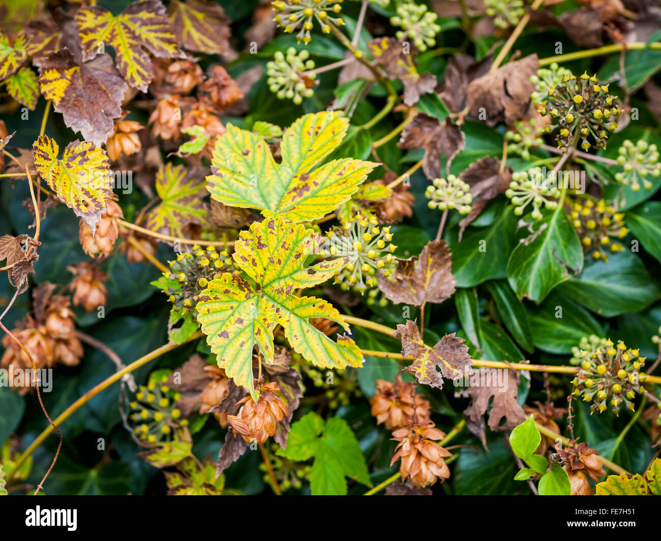 Wild fiori di luppolo / "Humulus lupulus" - Francia. Foto Stock