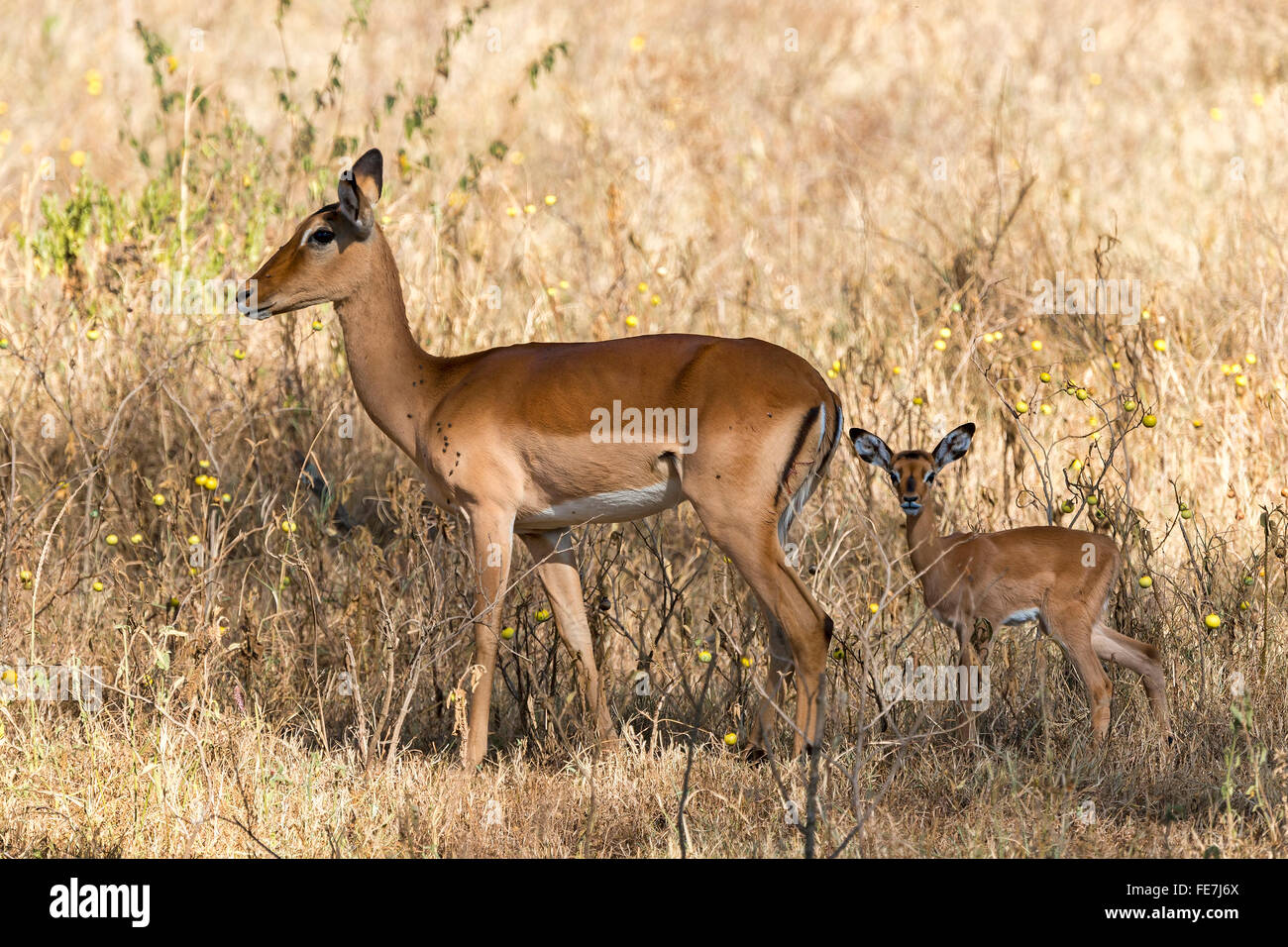 Impala (Aepyceros melampus), latte di mucca e di vitello, Lake Nakuru National Park, Kenya Foto Stock