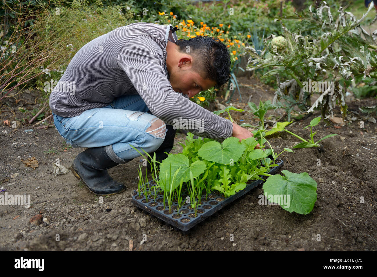 Adolescente con le piantine in un orto, progetto sociale a Bogotà, Colombia Foto Stock