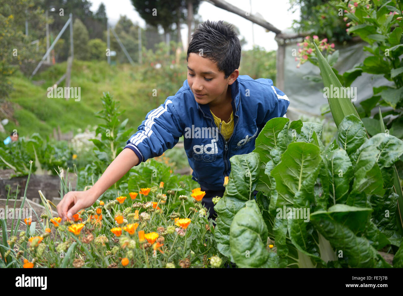 Adolescente lavorando in un giardino di erbe aromatiche, un progetto sociale a Bogotà, Colombia Foto Stock