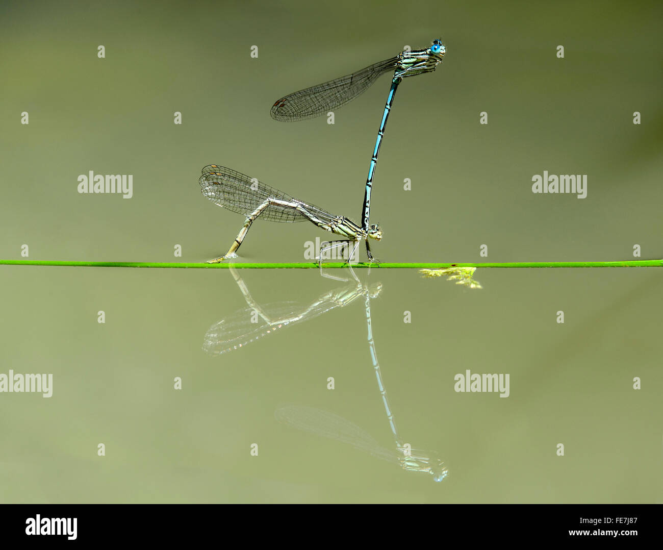 Bianco-zampe (damselfly Platycnemis pennipes) su stelo flottante la deposizione delle uova, con maschio, il Cantone di Ginevra, Svizzera Foto Stock
