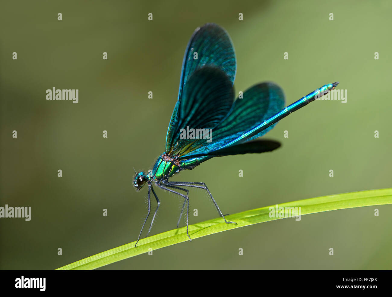 Belle Demoiselle (Calopteryx virgo), maschio, il Cantone di Ginevra, Svizzera Foto Stock
