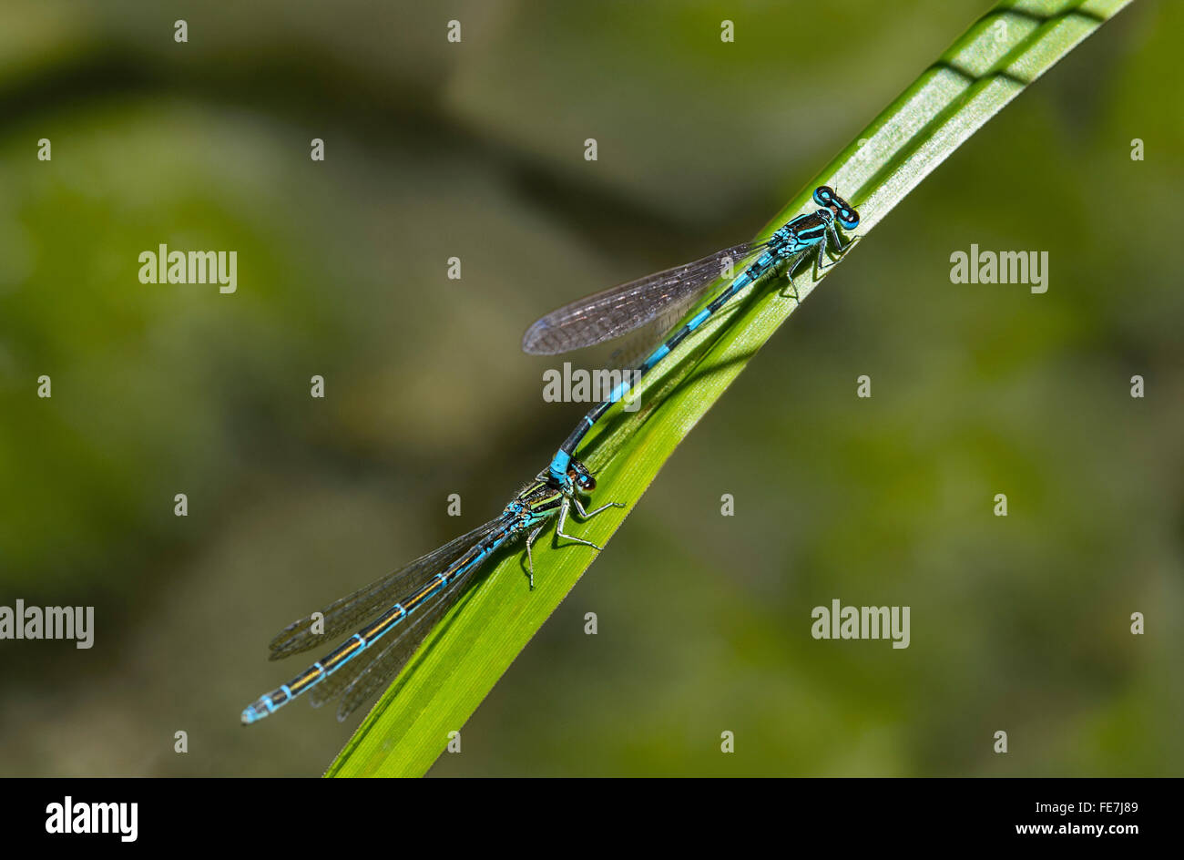 Damselfly meridionale (Coenagrion mercuriale), maschio e femmina, posizione in tandem, il Cantone di Ginevra, Svizzera Foto Stock
