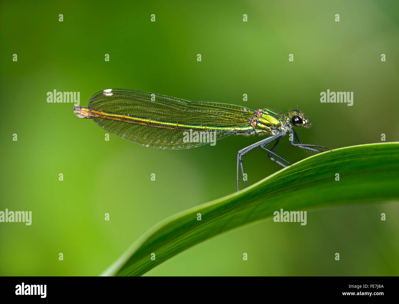 Nastrare Demoiselle (Calopteryx splendens), femmine, Cantone di Ginevra, Svizzera Foto Stock