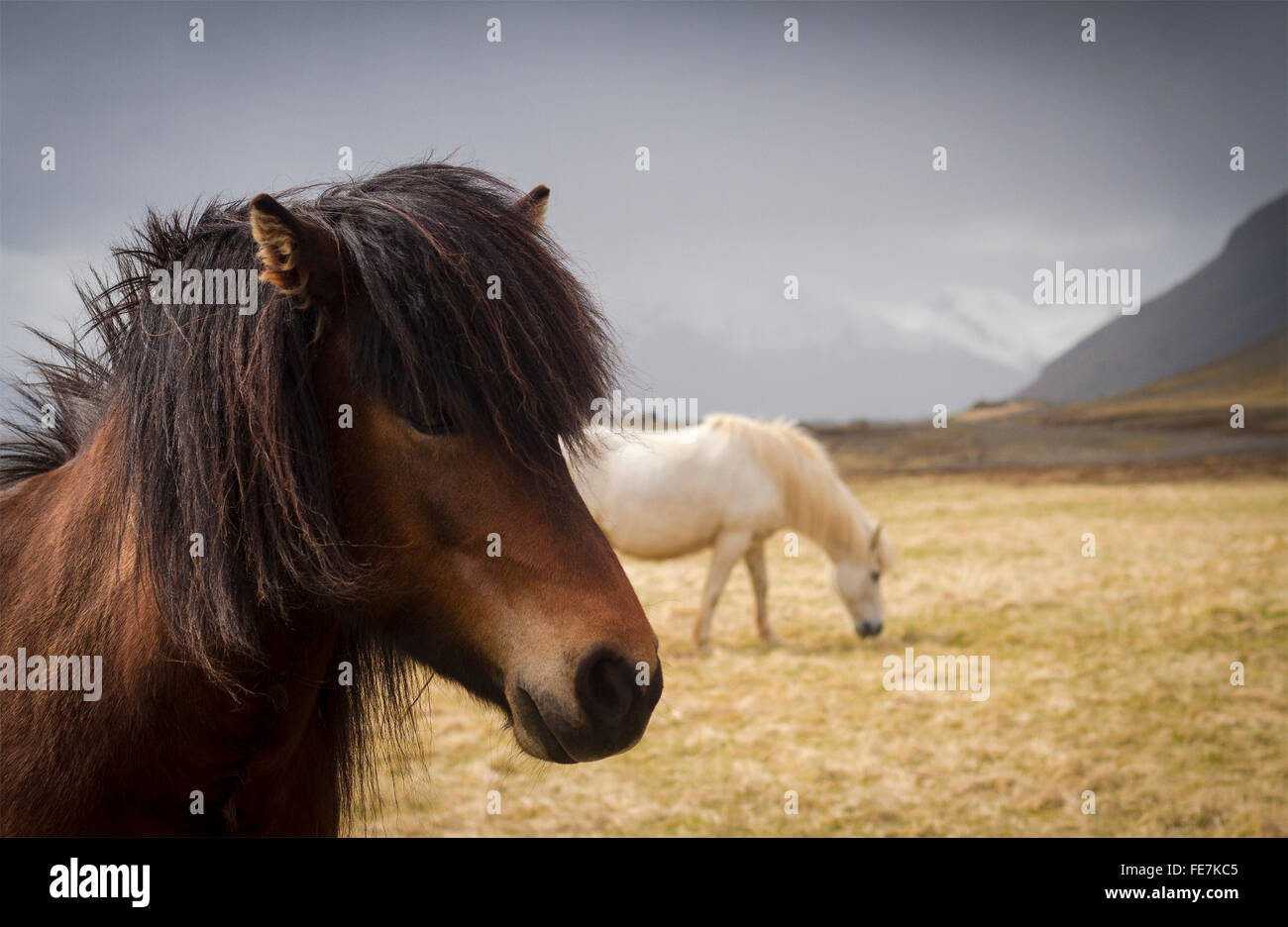 Composizione orizzontale di due cavalli islandesi con le montagne sullo sfondo vicino alla città di Akureyri, Islanda Foto Stock