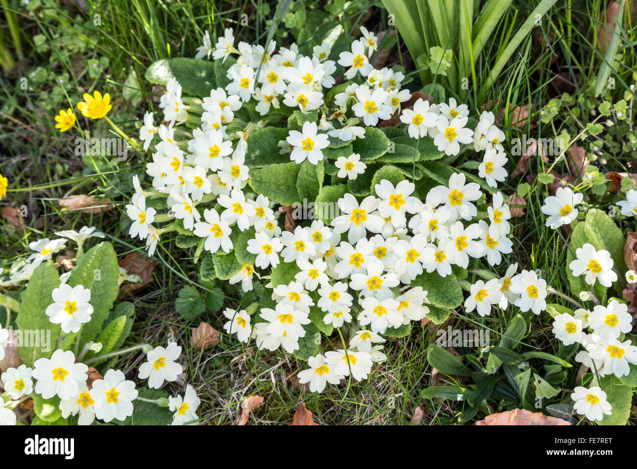Fiori di Primavera primule nella siepe, Primula vulgaris, Wales, Regno Unito Foto Stock