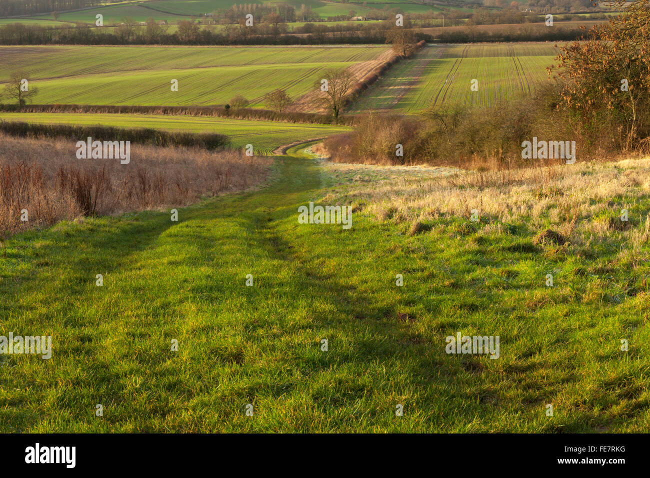 Un avvolgimento farmland via e ampio margine di campo poco dopo l'alba bagnata dal caldo sole invernale vicino East Haddon, Northamptonshire, Inghilterra. Foto Stock