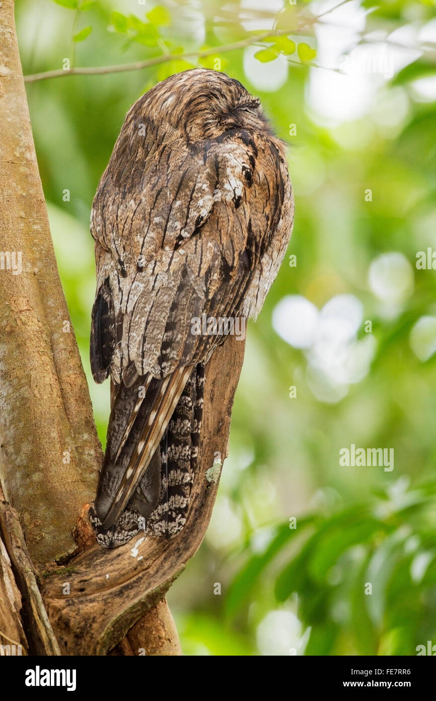 Potoo settentrionale (Nyctibius jamaicensis) adulto appollaiato addormentato sul ramo di albero nella foresta, in Giamaica, Caraibi Foto Stock