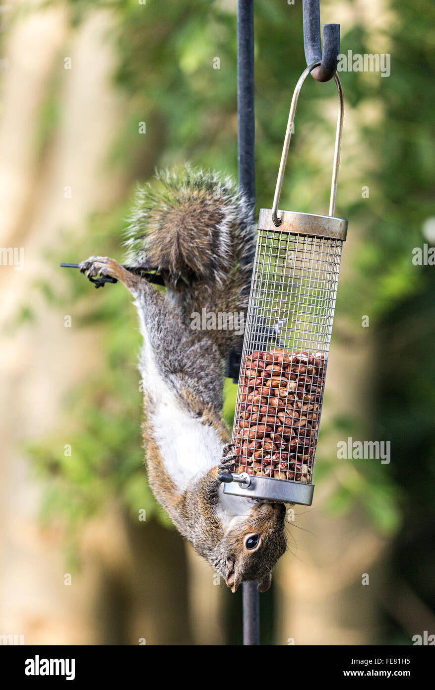 Scoiattolo grigio Sciurus carolinensis rubare cibo da un giardino bird feeder, Llanfoist, Wales, Regno Unito Foto Stock