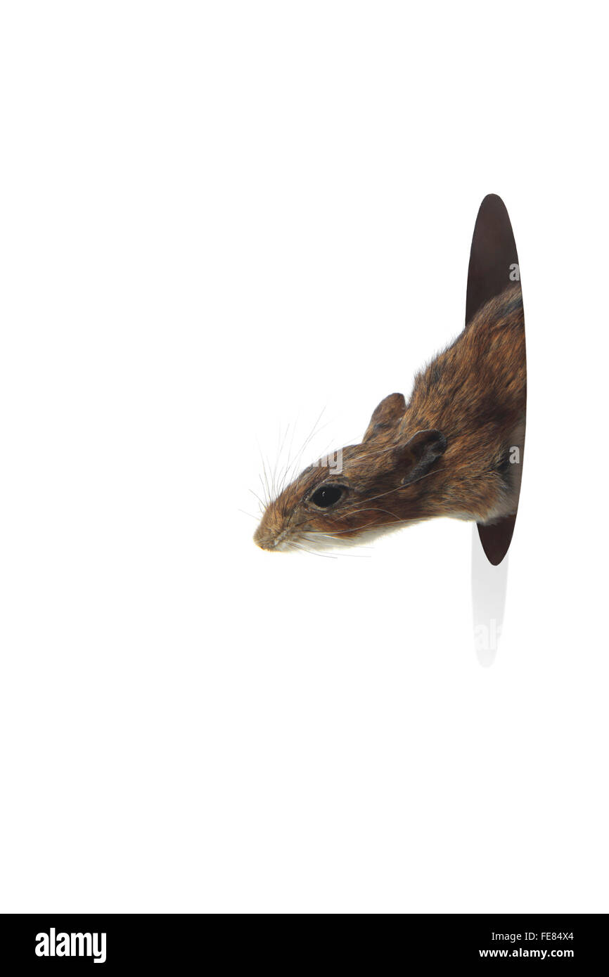 Il mouse che spuntavano dal foro in una parete su sfondo bianco Foto Stock