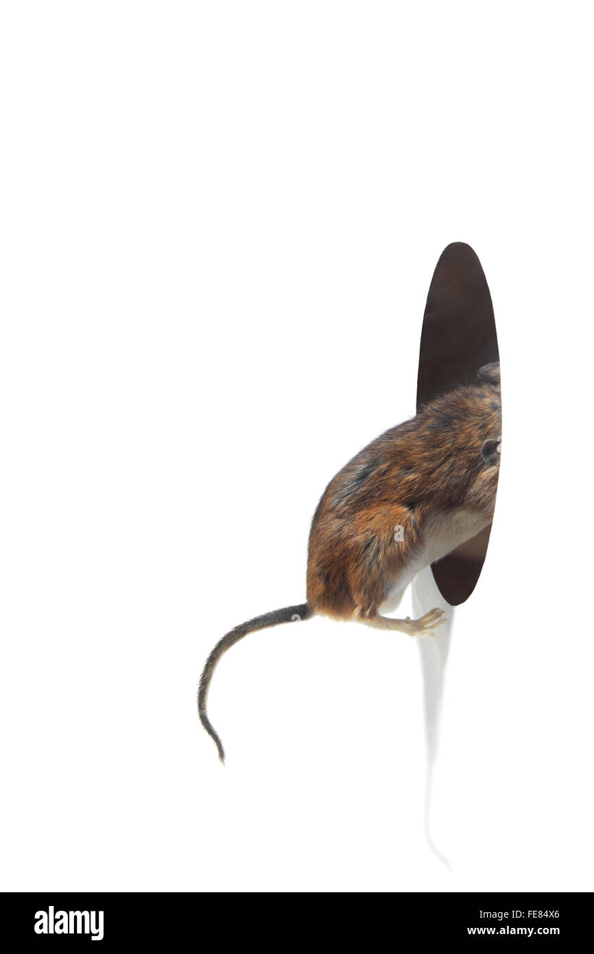 Mouse alla ricerca di un foro in una parete su sfondo bianco Foto Stock