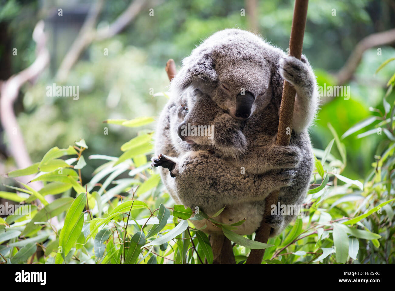Il Koala e il suo joey Foto Stock