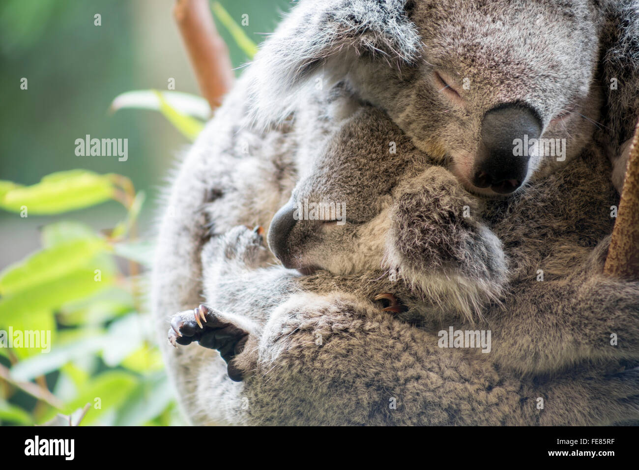Madre e joey koala coccole Foto Stock