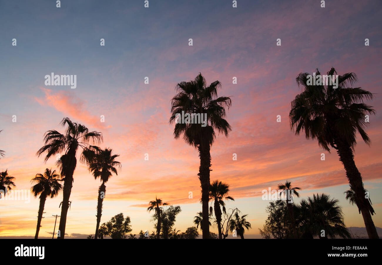 Palm Tree West Coast della California tropicale skyline al tramonto Foto Stock