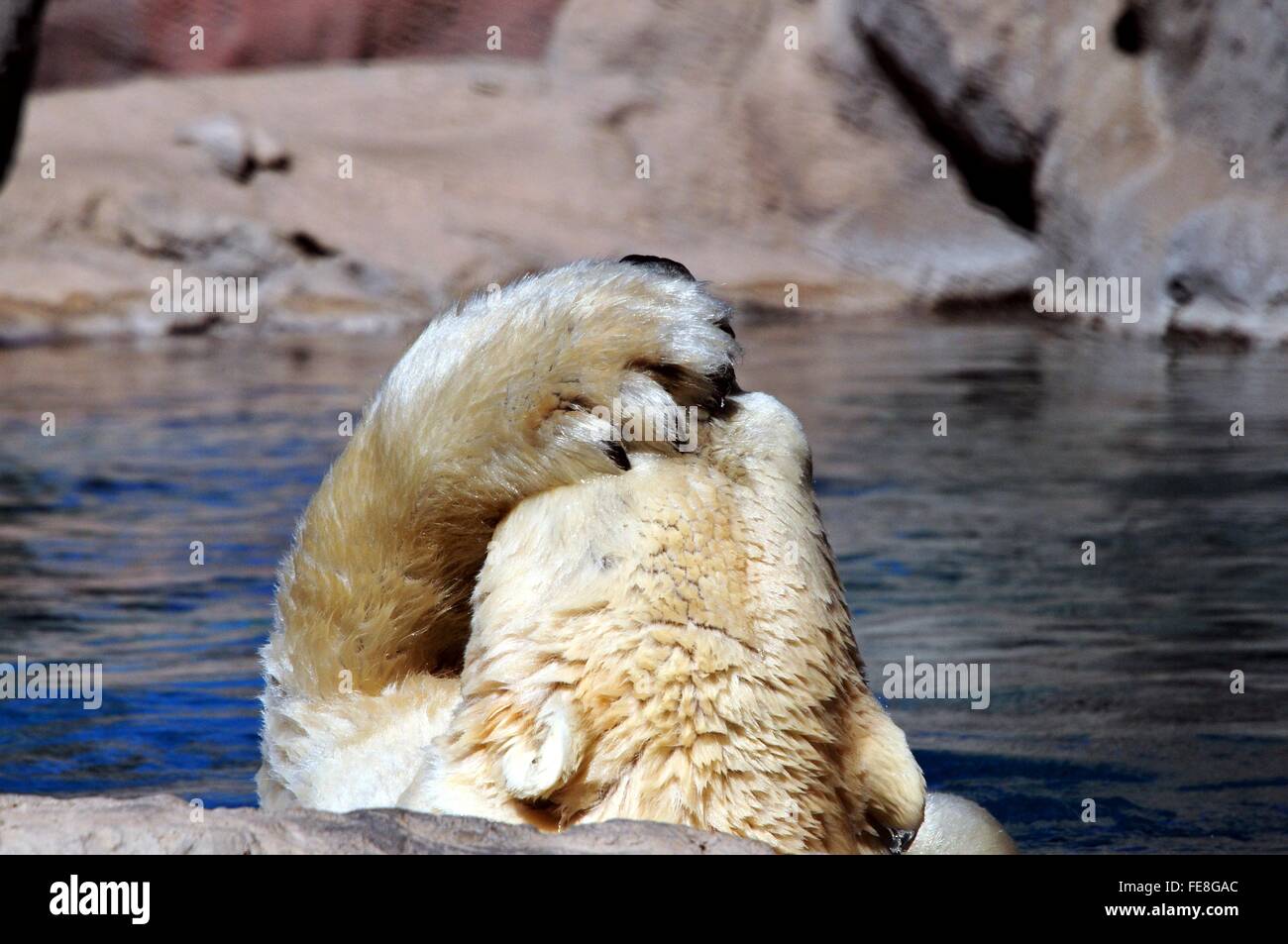 Orso polare nella zampa di stagno sulla sua testa Foto Stock