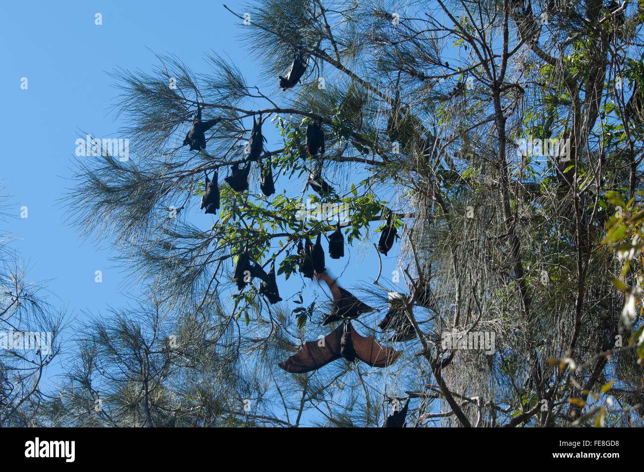Volpi volanti colonia, Baldwin palude, Bundaberg, Queensland, Australia Foto Stock