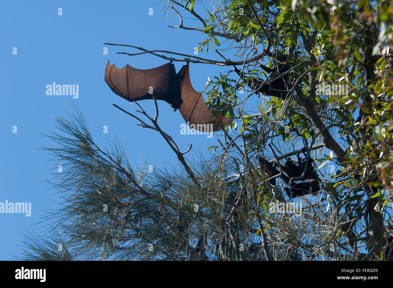 Volpi volanti colonia, Baldwin palude, Bundaberg, Queensland, Australia Foto Stock