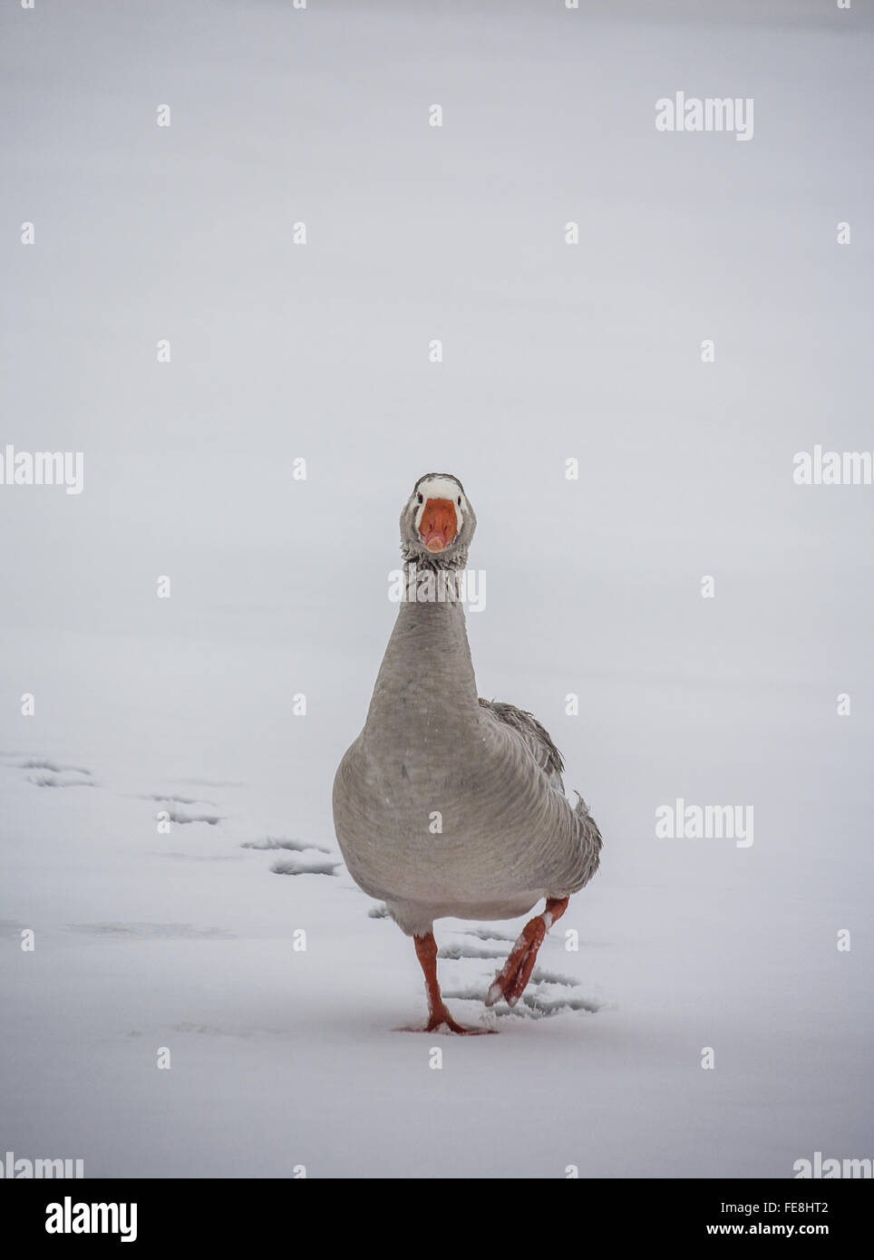 Un simpatico e divertente Goose che cammina attraverso un lago in neve gelida, New Jersey, Stati Uniti, allevamento verticale animale isolato neve fattoria animali umorismo neve animale domestico Foto Stock