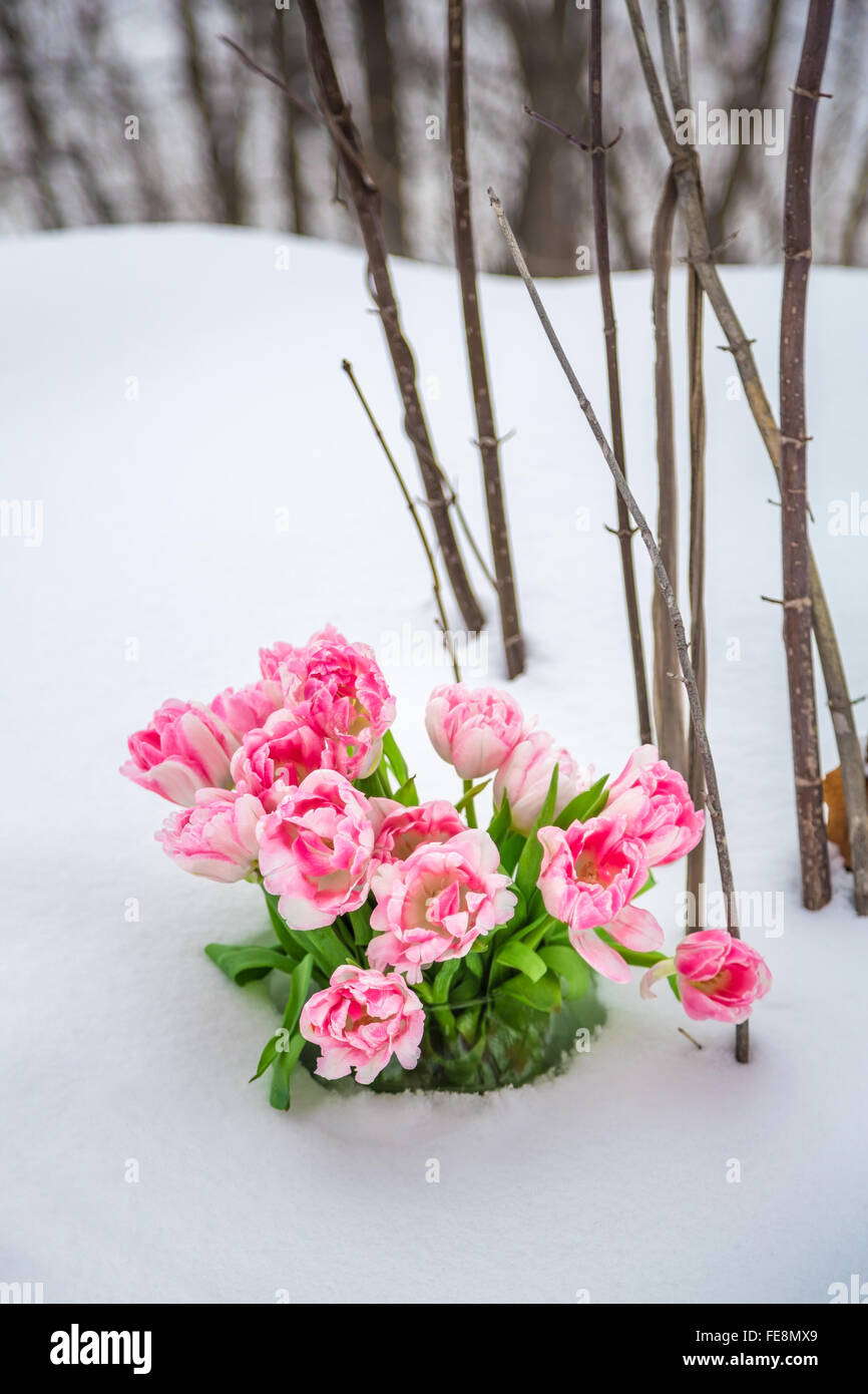 Fiori freschi in un vaso in piedi nella neve Foto Stock
