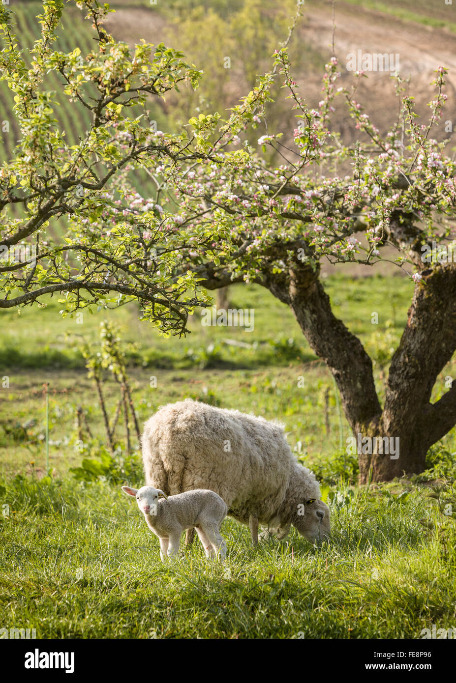 Abbacchio alla ricerca nella fotocamera con madre di ovini, pecora, pascolare nel frutteto. Skane / Scania. Svezia meridionale. La Scandinavia. Foto Stock