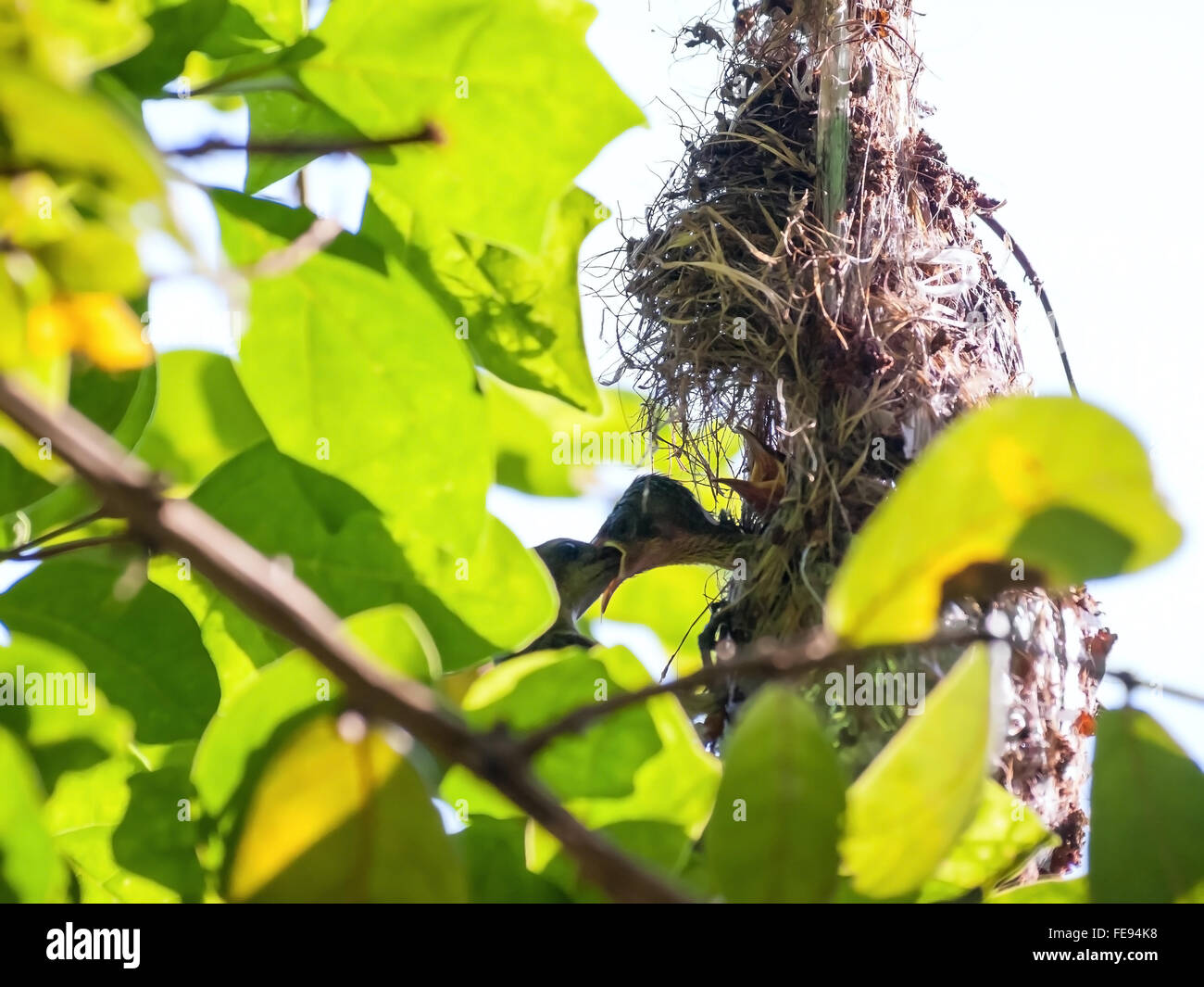 Oliva femmina-backed sunbird alimentando il suo bambino nel suo nido. Foto Stock