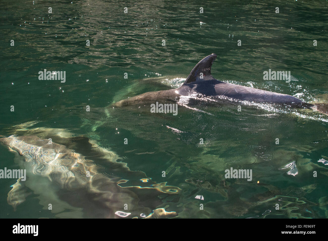Nuova Zelanda, Isola del Sud, il Parco Nazionale di Fiordland, Milford Sound. Dusky delfini (Wild: Largenorynchus obscurus) nel fiordo di chiara Foto Stock