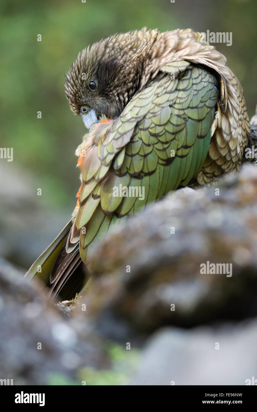 Kea uccello in Nuova Zelanda Foto Stock