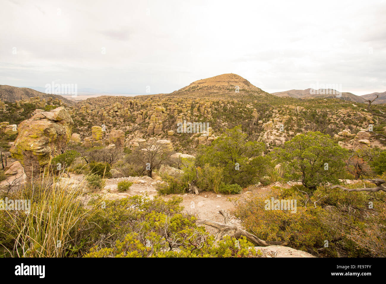 Organo a canne cactus monumento nazionale nell'Arizona meridionale Foto Stock