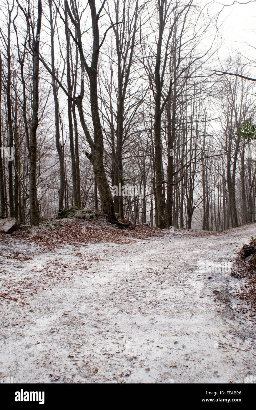 Un sentiero innevato attraverso una foresta di faggio, Parco Nazionale d'Abruzzo, Italia Foto Stock