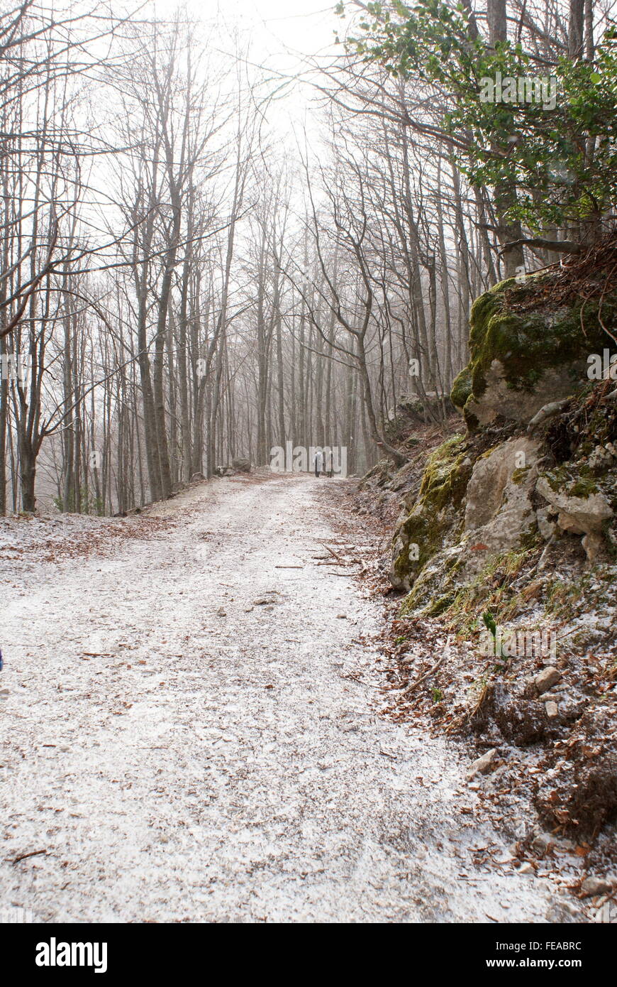 A piedi in faggio nevoso Foresta, Parco Nazionale d'Abruzzo, Italia Foto Stock
