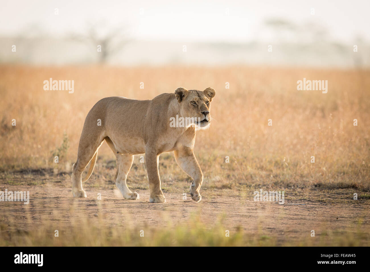 La leonessa africana che stalking preda nel Parco Nazionale del Serengeti Tanzania Foto Stock