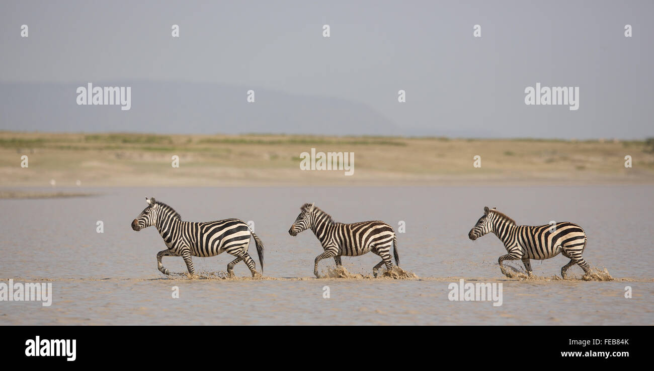 Tre zebra pianure per adulti che attraversano il fiume nel Parco Nazionale Serengeti Tanzania Foto Stock