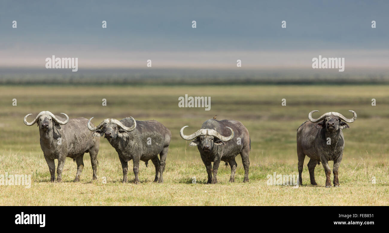 Quattro Bufali tori di allerta permanente nel Parco Nazionale del Serengeti Tanzania Foto Stock