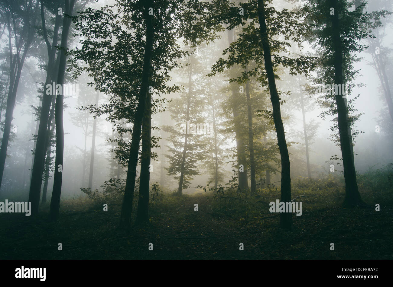 Incantata fiaba foresta con nebbia attraverso gli alberi Foto Stock