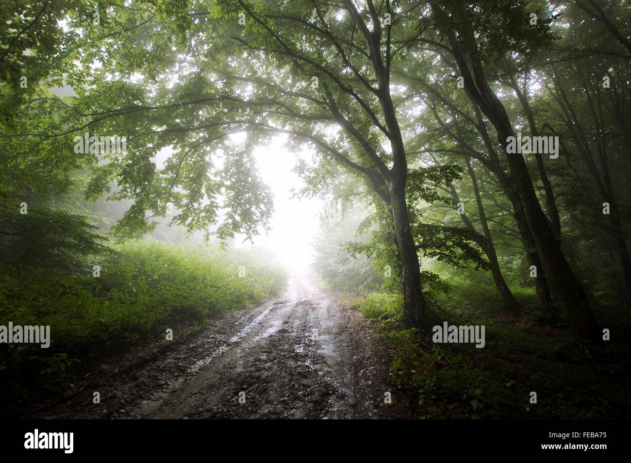 Strada attraverso una foresta misteriosa con la nebbia Foto Stock