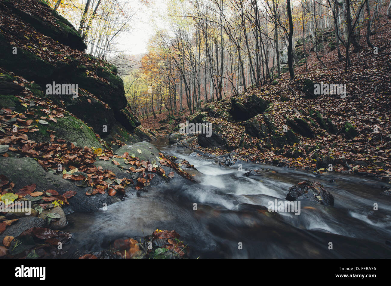 Autunno del fiume di montagna nella foresta, paesaggio naturale Foto Stock