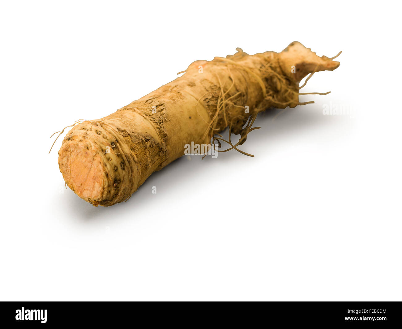 Rafano organici isolati su sfondo bianco Foto Stock