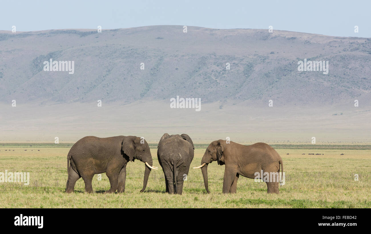 Tre bull elefanti africani in piedi nel cratere di Ngorongoro Tanzania Foto Stock