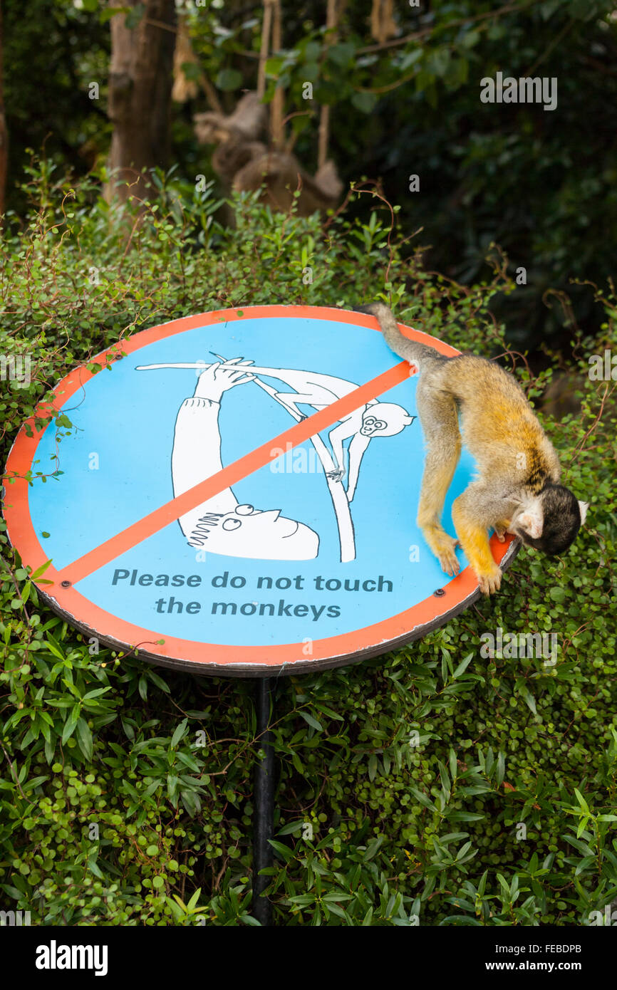 Lo scoiattolo il denaro a un zoo britannici strettamente ispeziona un "Si prega di non toccare le scimmie' segno per i visitatori Foto Stock